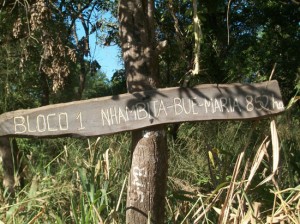 COMÉRCIO DE CARBONO E REDD+ EM MOÇAMBIQUE: CAMPONESES “CULTIVAM” CARBONO AO SERVIÇO DE POLUIDORES