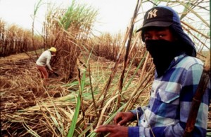 2015_05_trabalho_forcado_reproducao