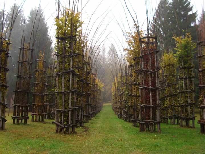 Arte Sella cattedrale alberi