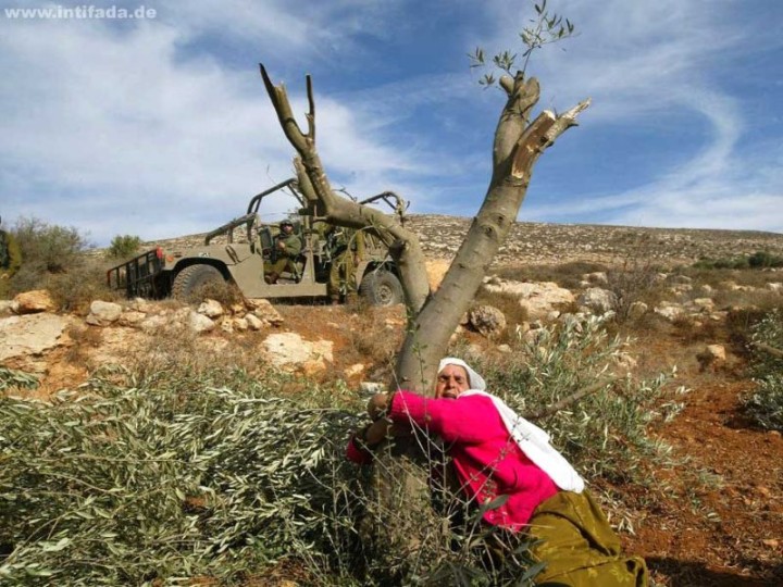 Destruction of Palestinian olive trees is a monstrous crime – The Economist
