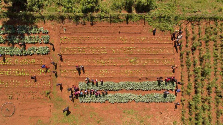 Vista de la escuela Maricevich, en la que los alumnos aprenden a cultivar en la huerta comunitaria. Fotografía de Juan Carlos Meza, usada con permiso, Global Voices 