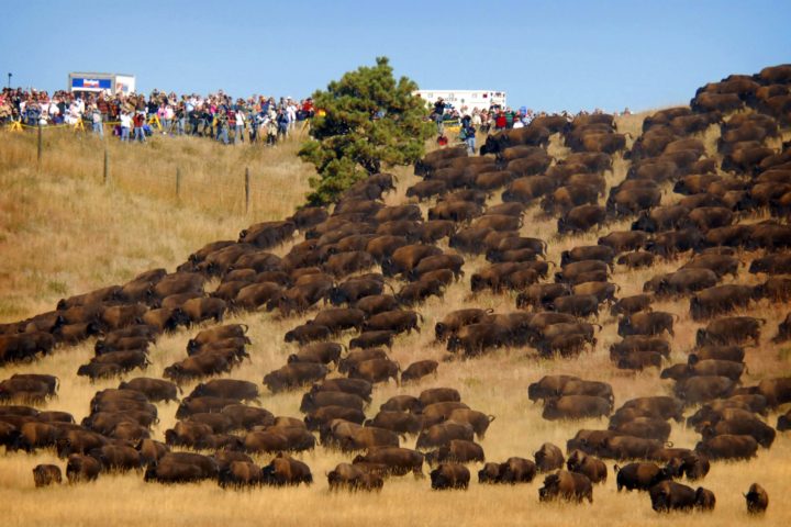 Bisonti attraversano la zona di Standing Rock