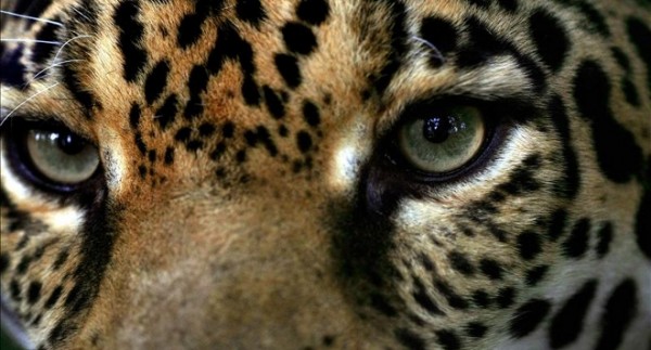 Porqué matarlo - Yaguareté (Panthera onca) especie en vías de extinción