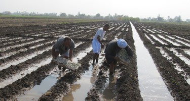 agriculture