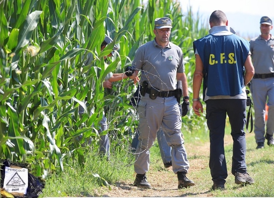Corpo Forestale sequestra campo mais OGM