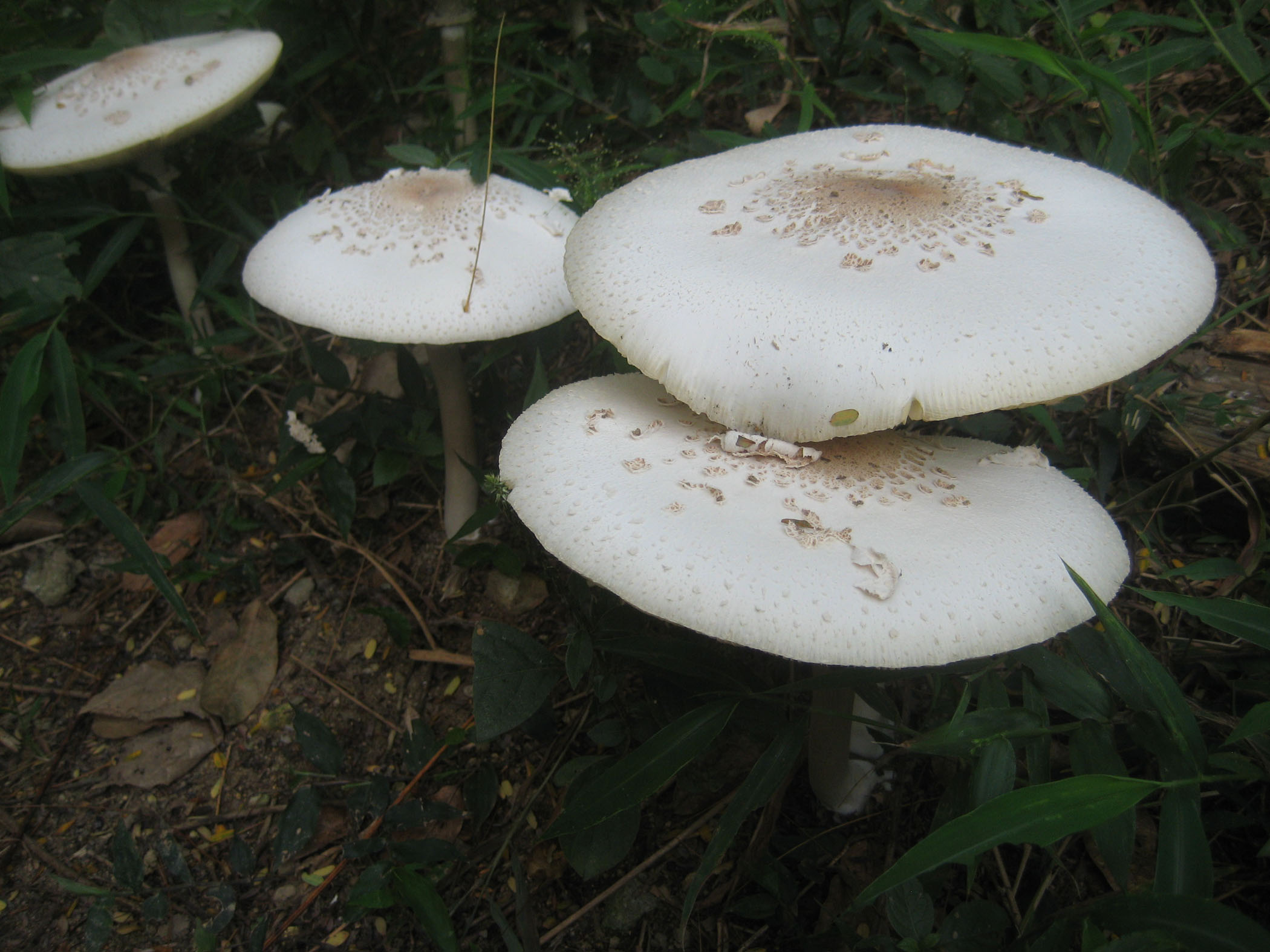 Paul Stamets introduces fungi for a greened future