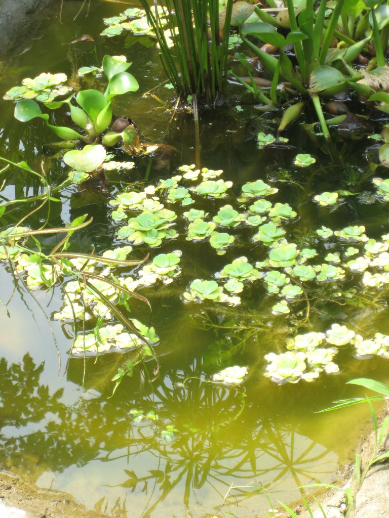 EPA moratorium on new pesticides that kill birds and bees