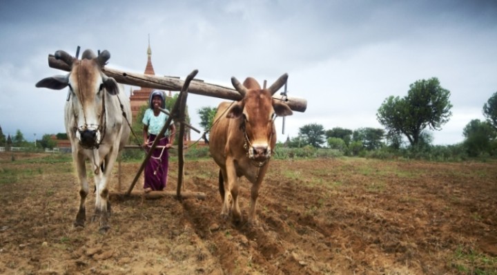 myanmar aratro contadini protesta