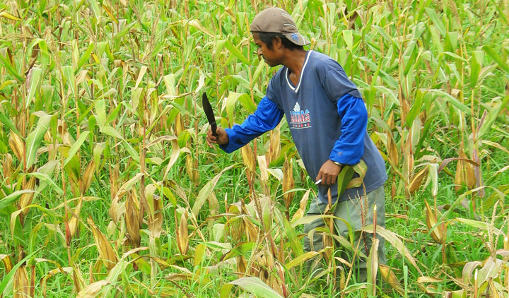 Farmer in Pangasinan, Philippines