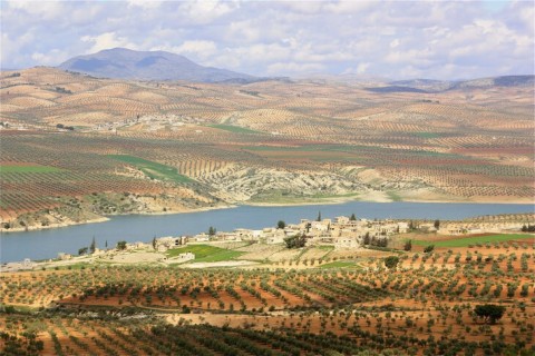 siria olivicoltori resistenza contadina