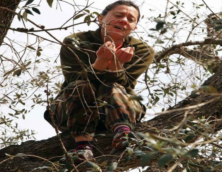 Accade fra gli Olivi