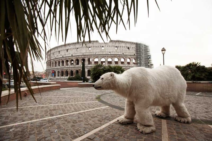 orso polare a Roma