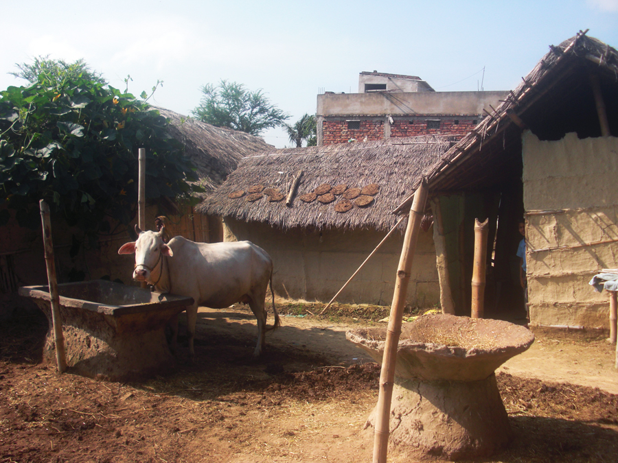 India: online cow dung patties selling like hot cakes
