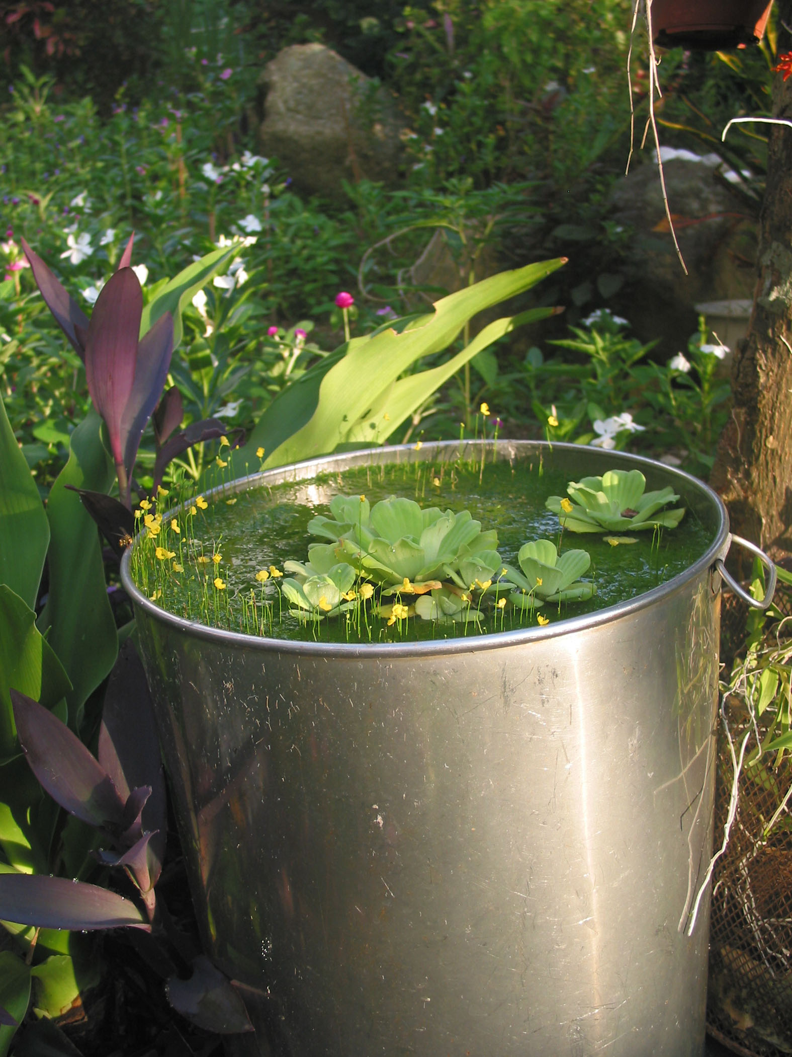 Plea for Zika mosquitoes and their kith and kin