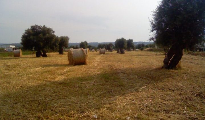 paesaggio_della_campagna_monopolitana