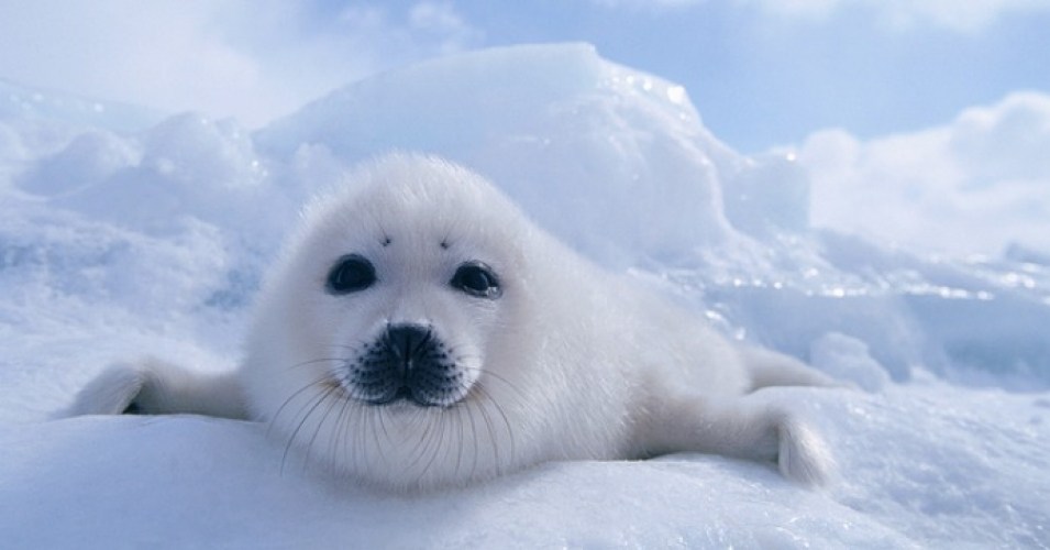 Can The Climate Survive Electoral Democracy? May Be. Can It Survive Capitalism? No.