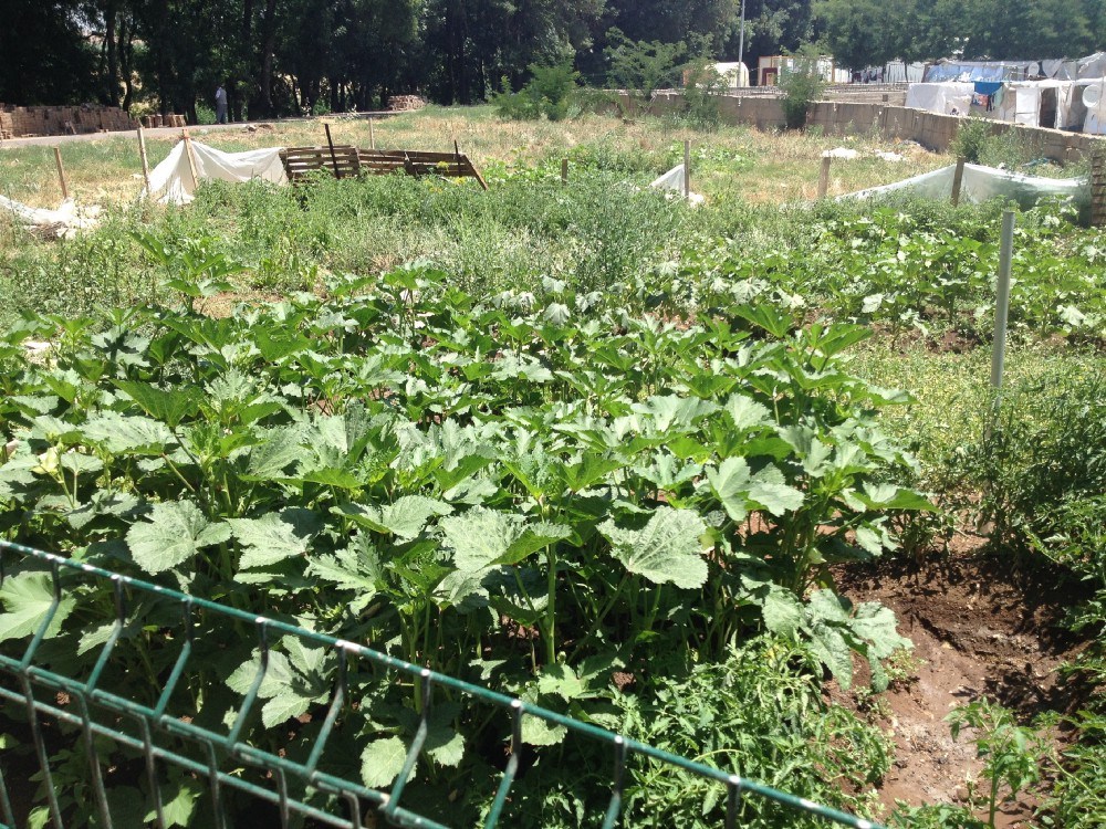 Toward a Sustainable Wellbeing Economy