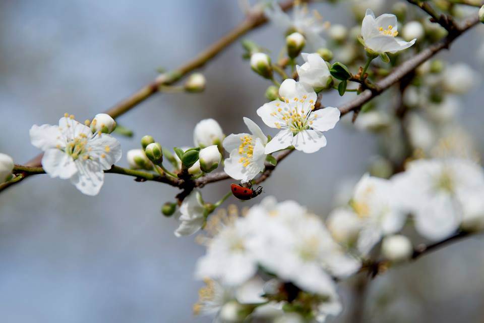 Human Extinction by 2026? A Last Ditch Strategy to Fight for Human Survival