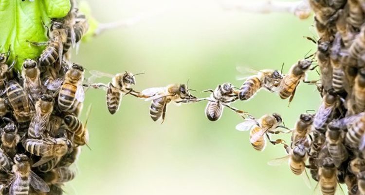 Landesregierung Bayern übernimmt das Volksbegehren Artenvielfalt