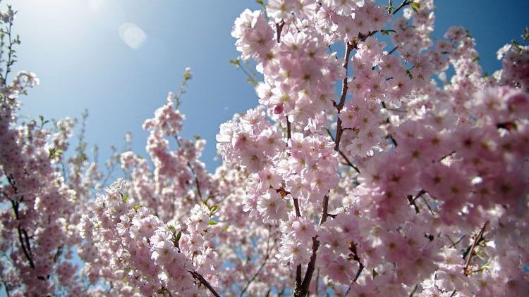Kirschblüten wehen durch Berlin und verbreiten Frieden und Ruhe