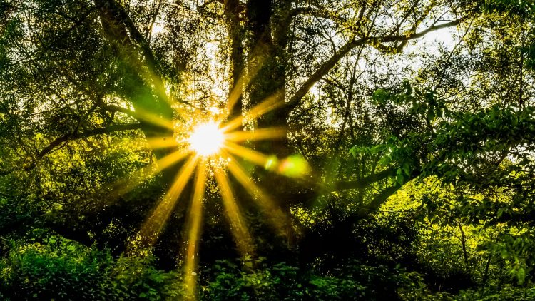 Die Sehnsucht nach Leben