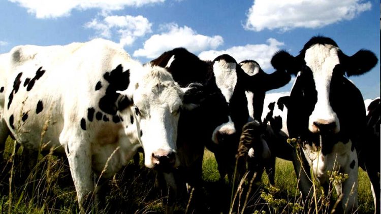 allevamento-mucche
