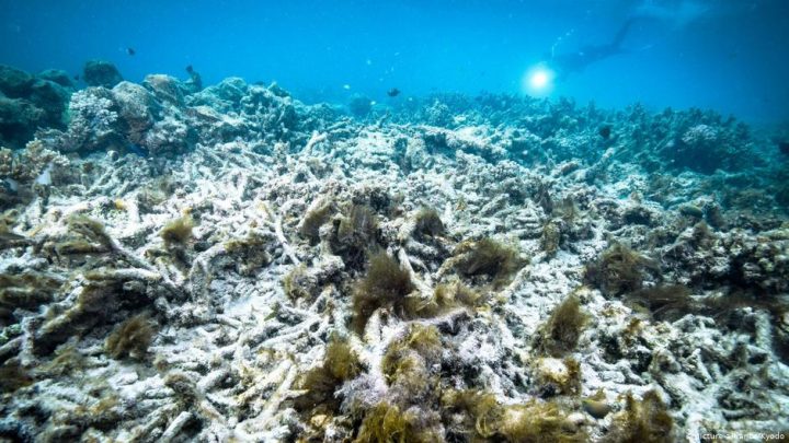 Das Ökosystem des Great Barrier Reefs stirbt durch den Klimawandel