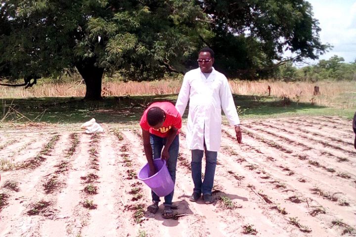 Senegal: Agriculture biologique au service de la societé