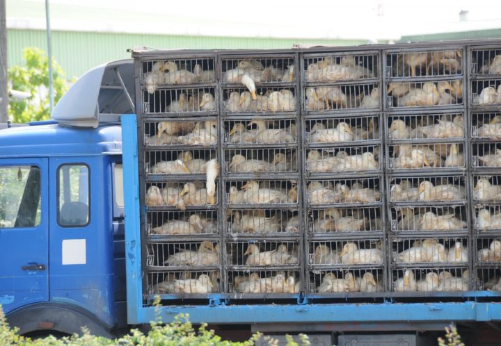 Trotz EU-Verordnung werden weiterhin lebende Tiere bei glühender Hitze quer durch Europa transportiert, ohne ausreichende Kontrollen und wenn, dann nur auf Meldung aus der Zivilbevölkerung hin.
