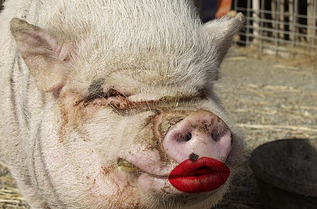 This Pig Has Really, Really Good Lipstick