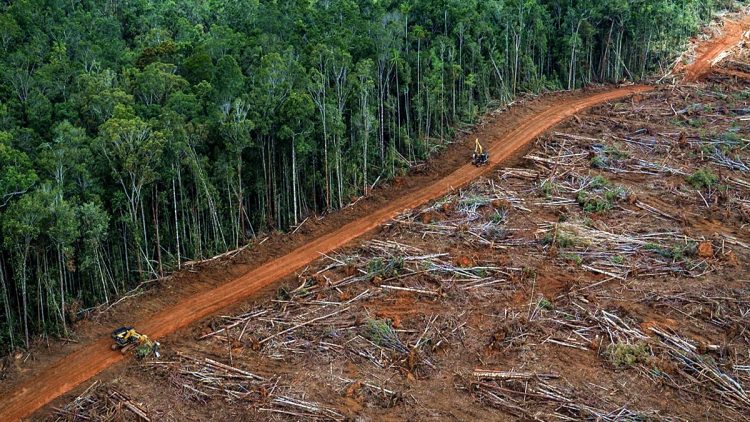 Deforestazione Amazzonia