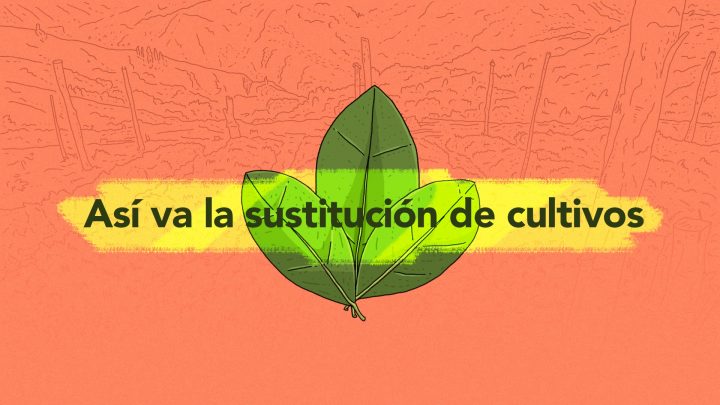 Colombie. Accords de paix de La Havane, point 4 : Comment se passe la substitution des cultures illicites ?