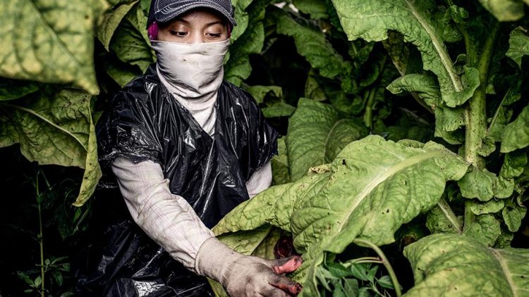 Children Working in Terrifying Conditions in US Agriculture