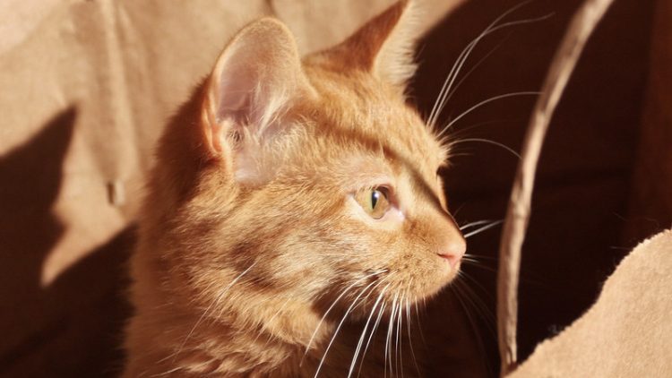 The Cat Is Out Of The Bag