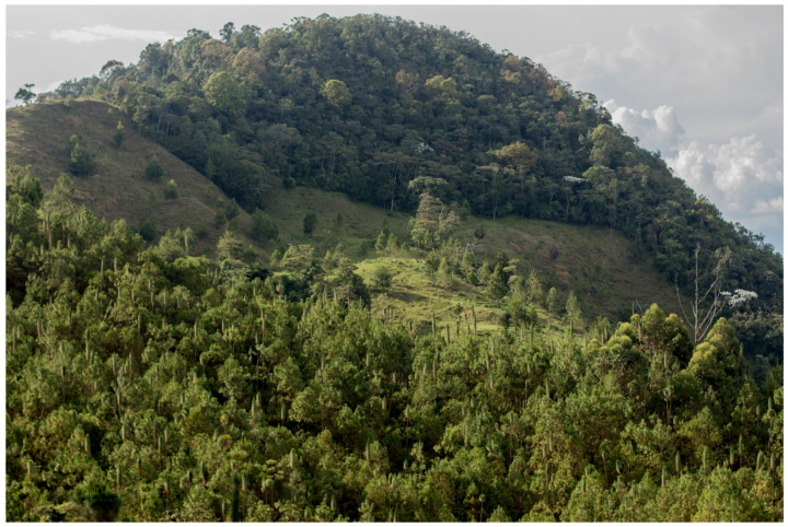 En la parte superior de la imagen se observa la cima del cerro Nochebuena donde se apostaron los soldados. En la parte baja se ve el pinar donde ocurrió la masacre de los niños. Para ese momento los árboles no superaban los 20 centímetros de altura. Foto: Camilo Castañeda.