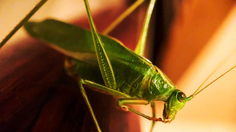 cavalletta-criquet-pelerins