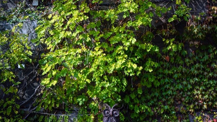 Empfehlungen zur Stressvermeidung in der häuslichen Isolation