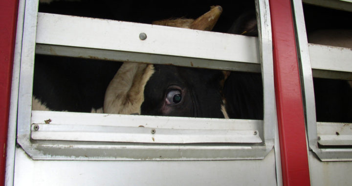 Brandenburg stoppt Tiertransporte nach Russland­