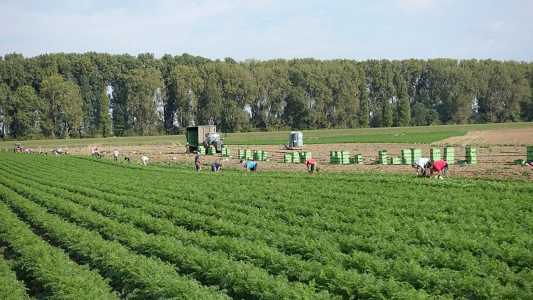 April, April, der tut, was er will - Corona und die Ernte