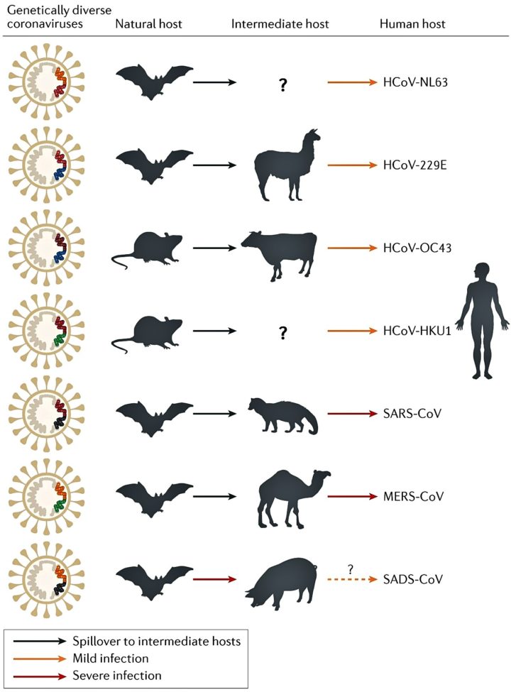I vari tipi di trasmissione di alcuni virus infettanti all'essere umano