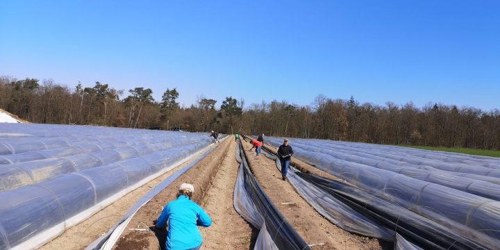 Überraschung am Spargelfeld