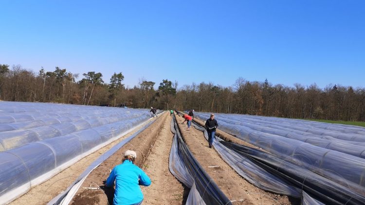 Überraschung am Spargelfeld