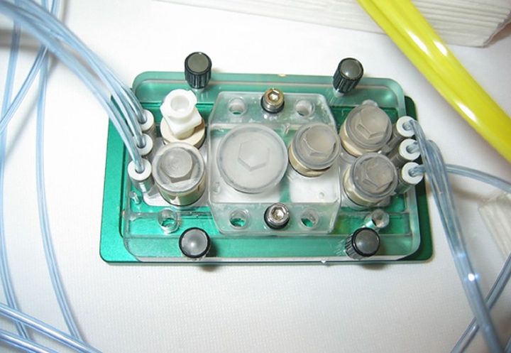 An COVID-19 erkrankte menschliche Organoide erfolgreich mit Wirkstoff behandelt - Tierversuchsfreie Forschung funktioniert