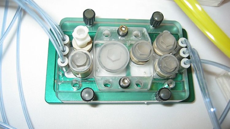 An COVID-19 erkrankte menschliche Organoide erfolgreich mit Wirkstoff behandelt - Tierversuchsfreie Forschung funktioniert