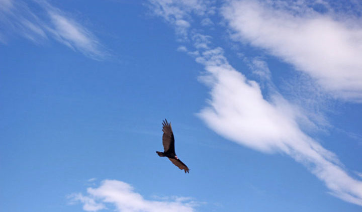 La "visite" des animaux à la ville ne doit pas être interprétée comme une note colorée