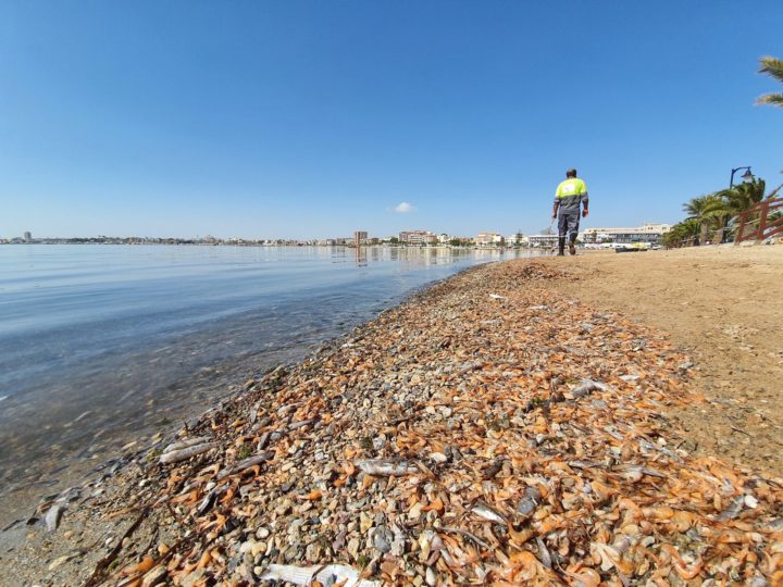 Peces muertos en El Mar Menor