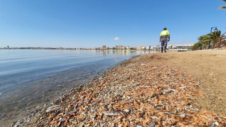 Peces muertos en El Mar Menor