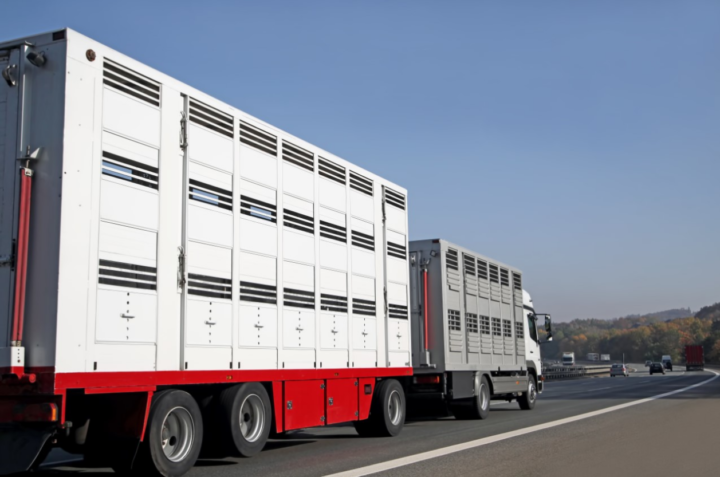 Die Niederlande stoppen Tiertransporte nach Russland – Deutschland muss sofort nachziehen­