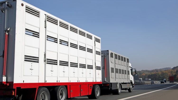 Die Niederlande stoppen Tiertransporte nach Russland – Deutschland muss sofort nachziehen­
