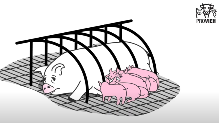 Ausstieg aus dem Kastenstand - Zwölf Tierschutzorganisationen legen Konzept für Ende der Käfighaltung von Sauen vor